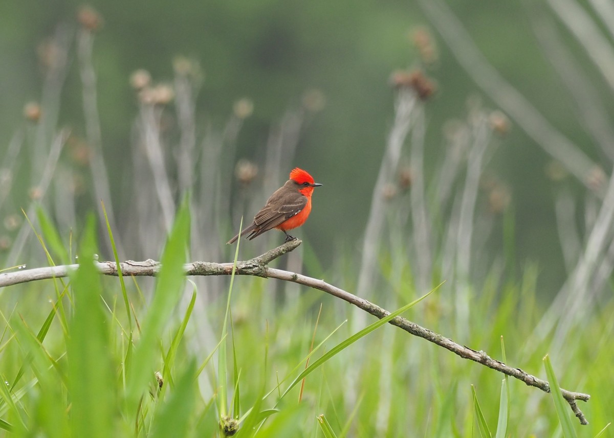 Vermilion Flycatcher (Northern) - Ted O'Reilly