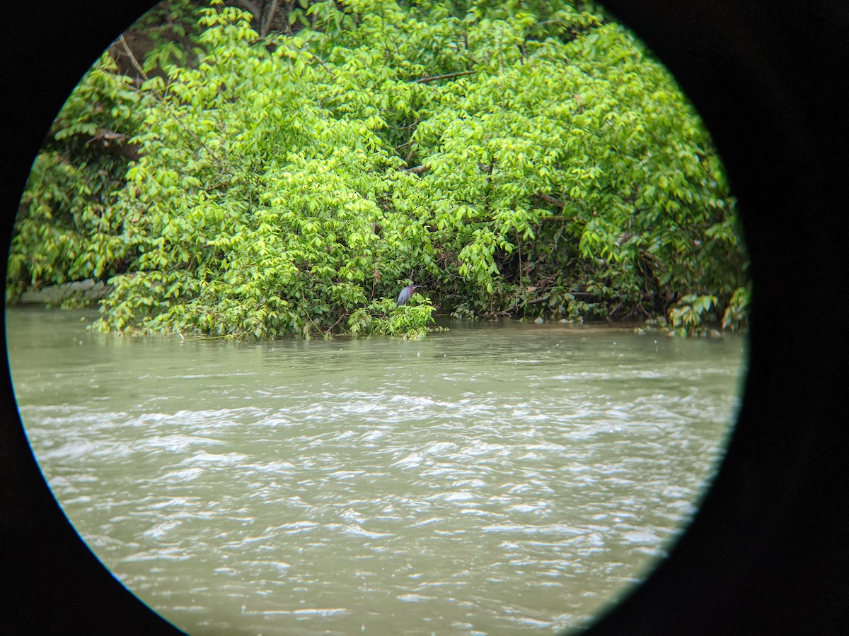 Green Heron - ML239158711