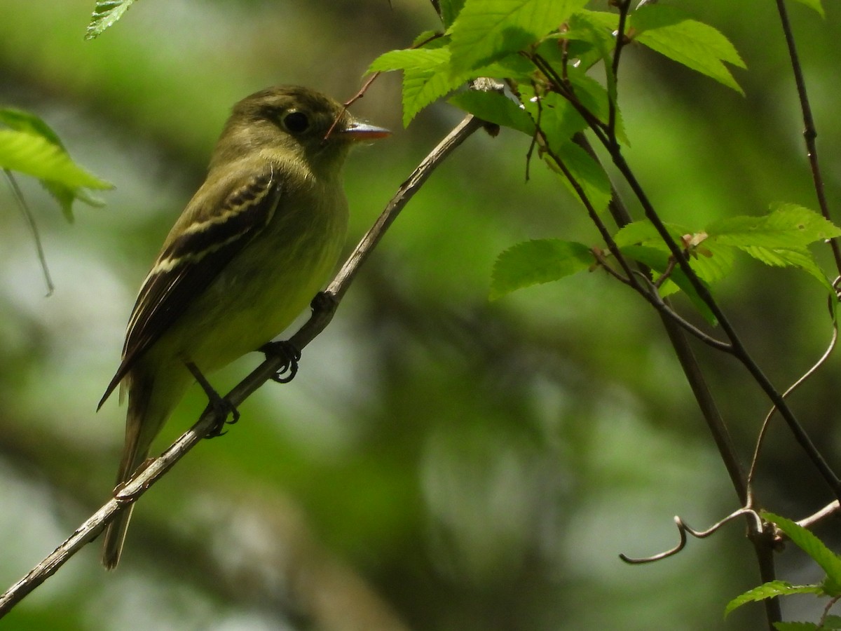 Yellow-bellied Flycatcher - Manny Salas