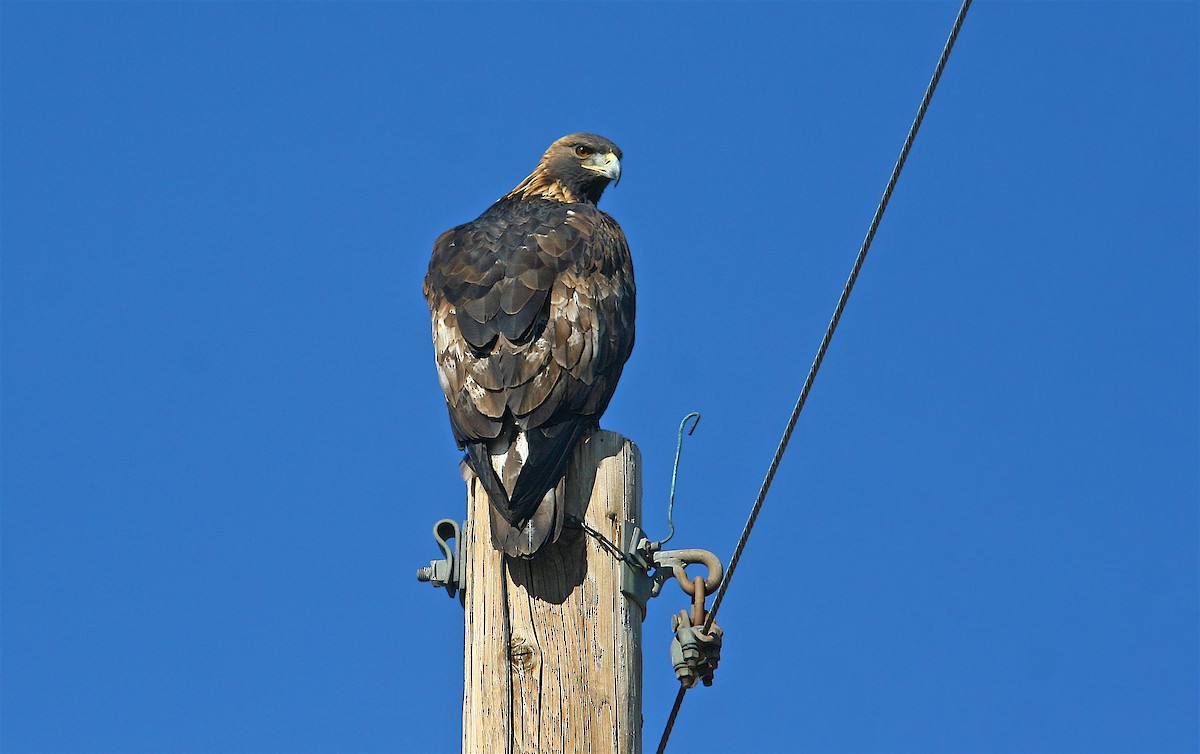 Golden Eagle - ML239160281