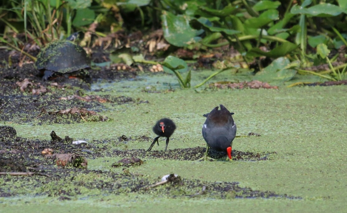 Common Gallinule - ML239160841