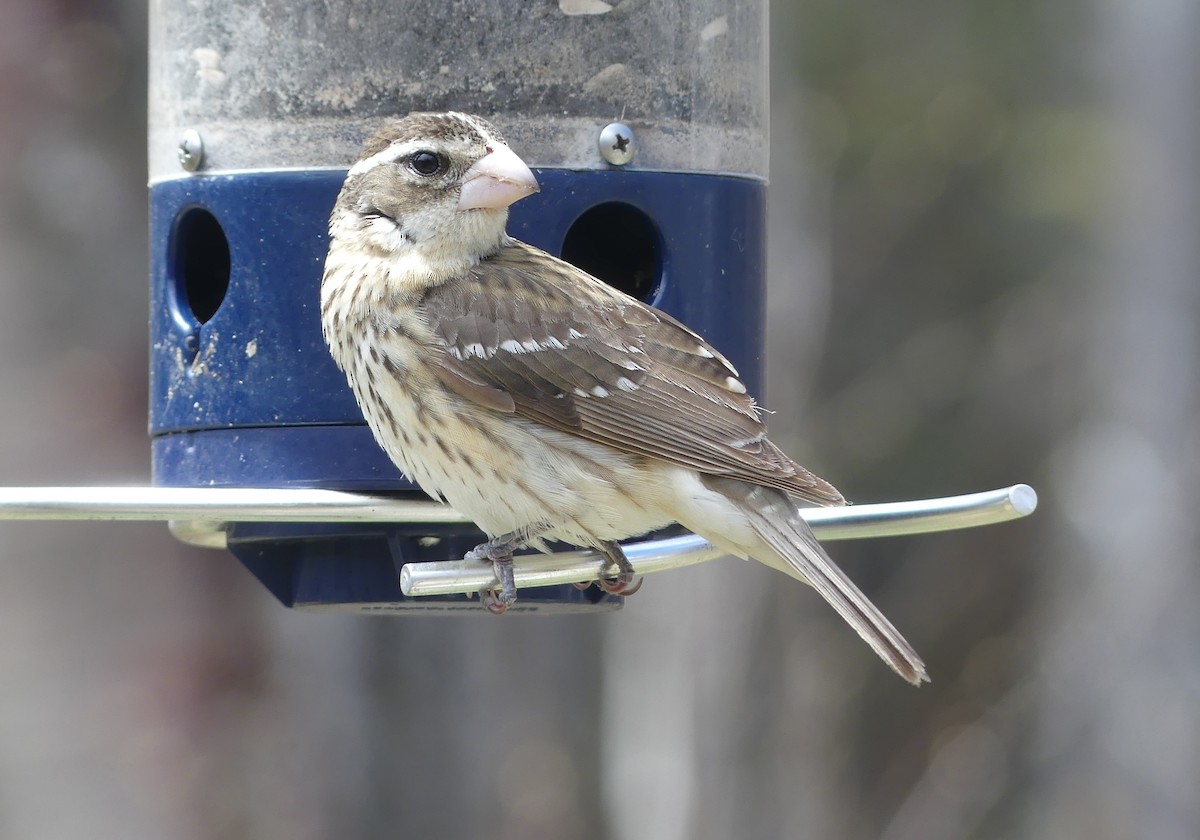 Rose-breasted Grosbeak - ML239162771