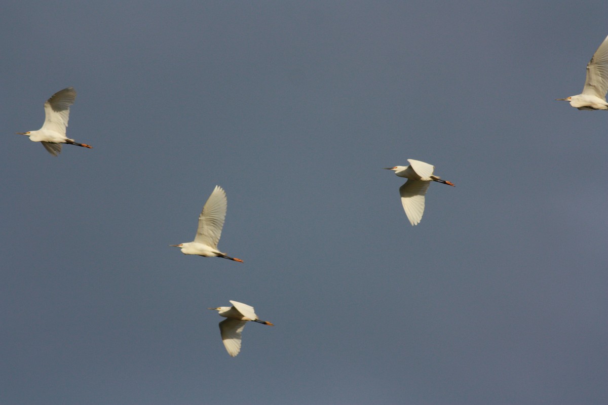 Snowy Egret - Jay McGowan