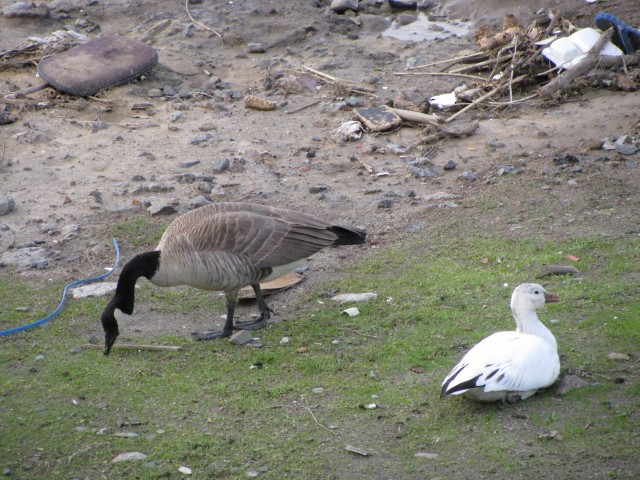 Ross's Goose - Enrique Zamora