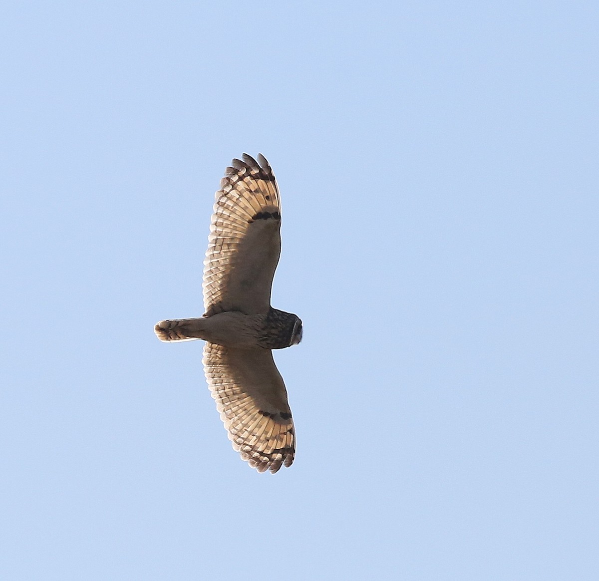 Short-eared Owl - ML239165311