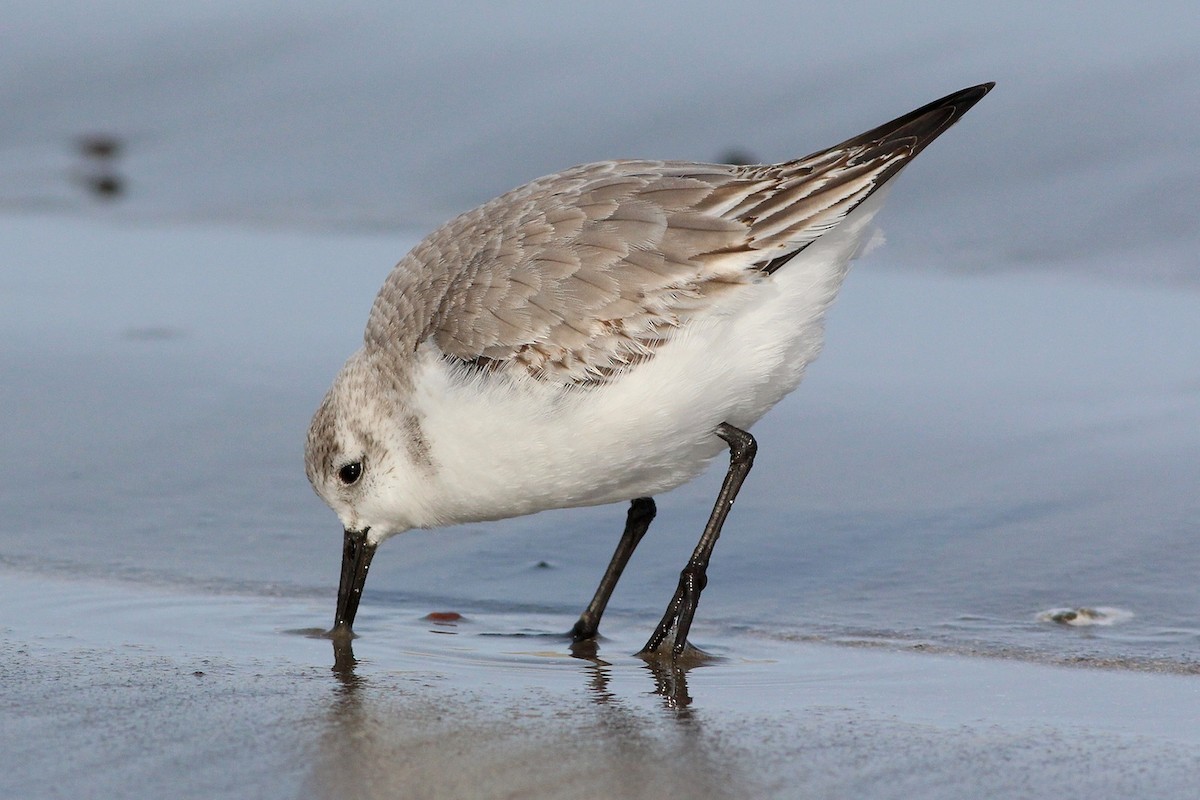 Sanderling - ML23916821