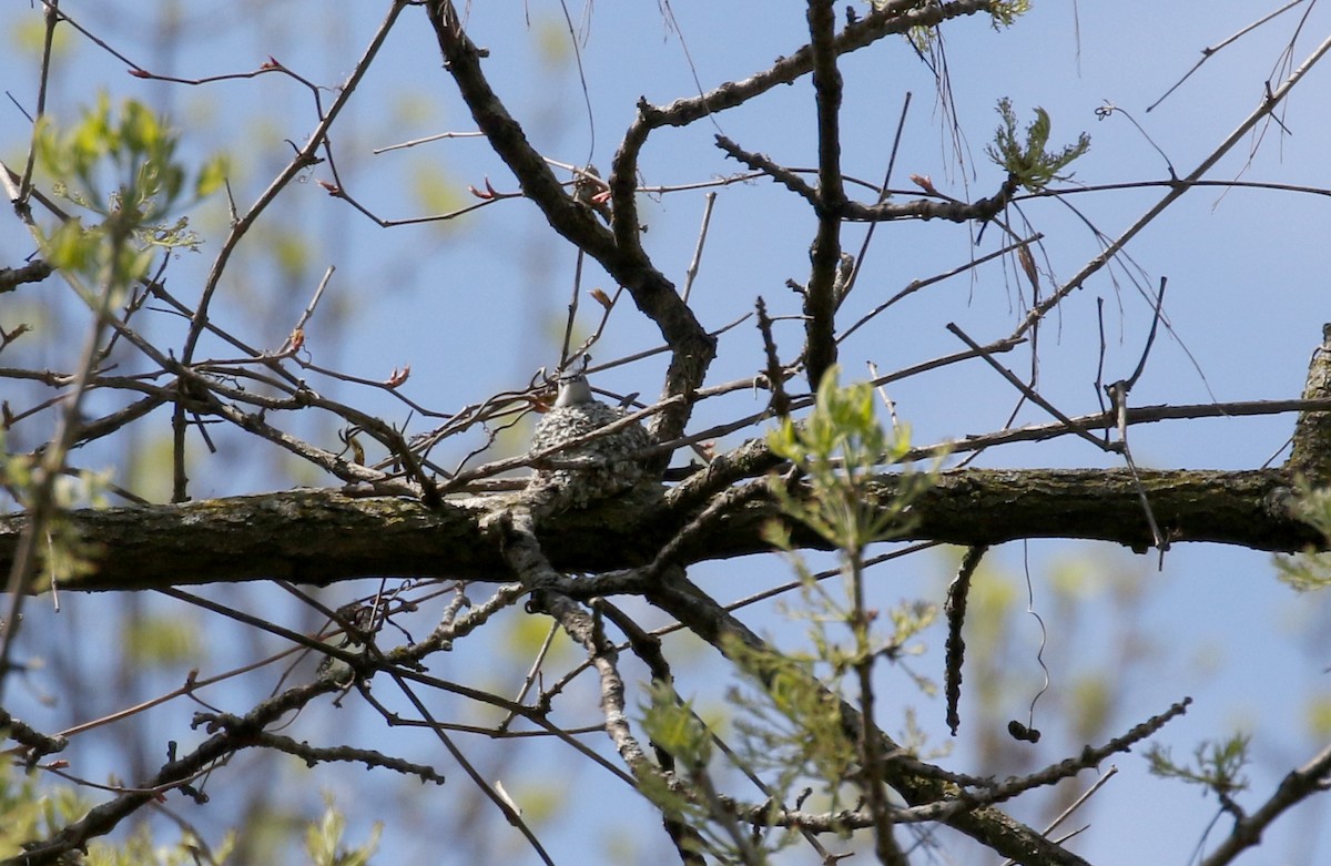 Blue-gray Gnatcatcher (caerulea) - ML239168331