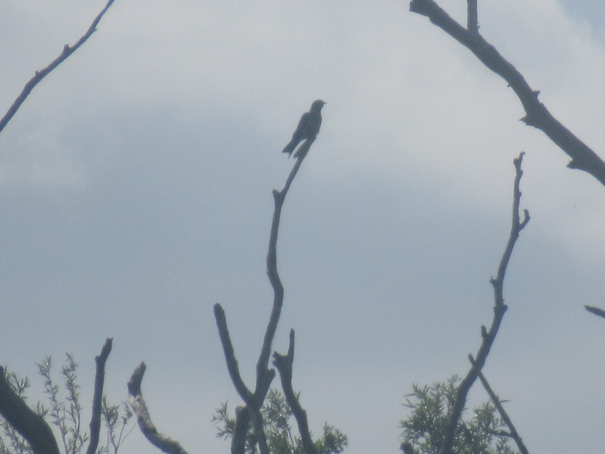 Common Cuckoo - ML239168891