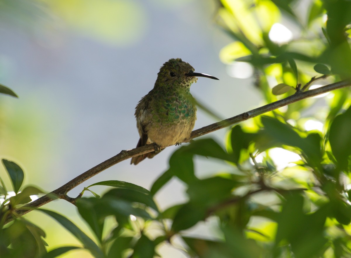 hummingbird sp. - ML239168981