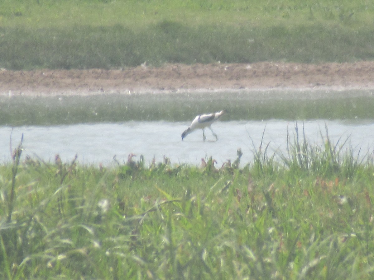 Pied Avocet - ML239170021