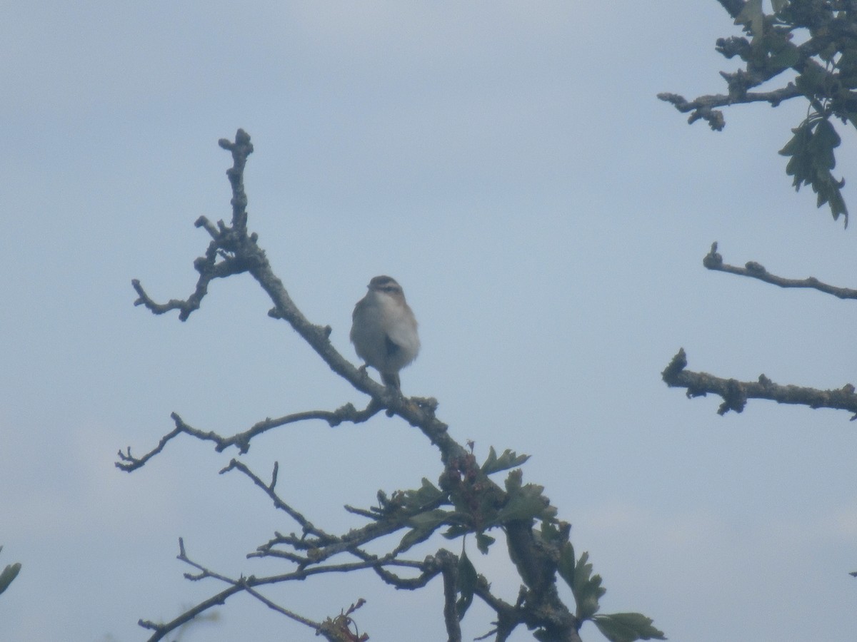 Sedge Warbler - ML239170391