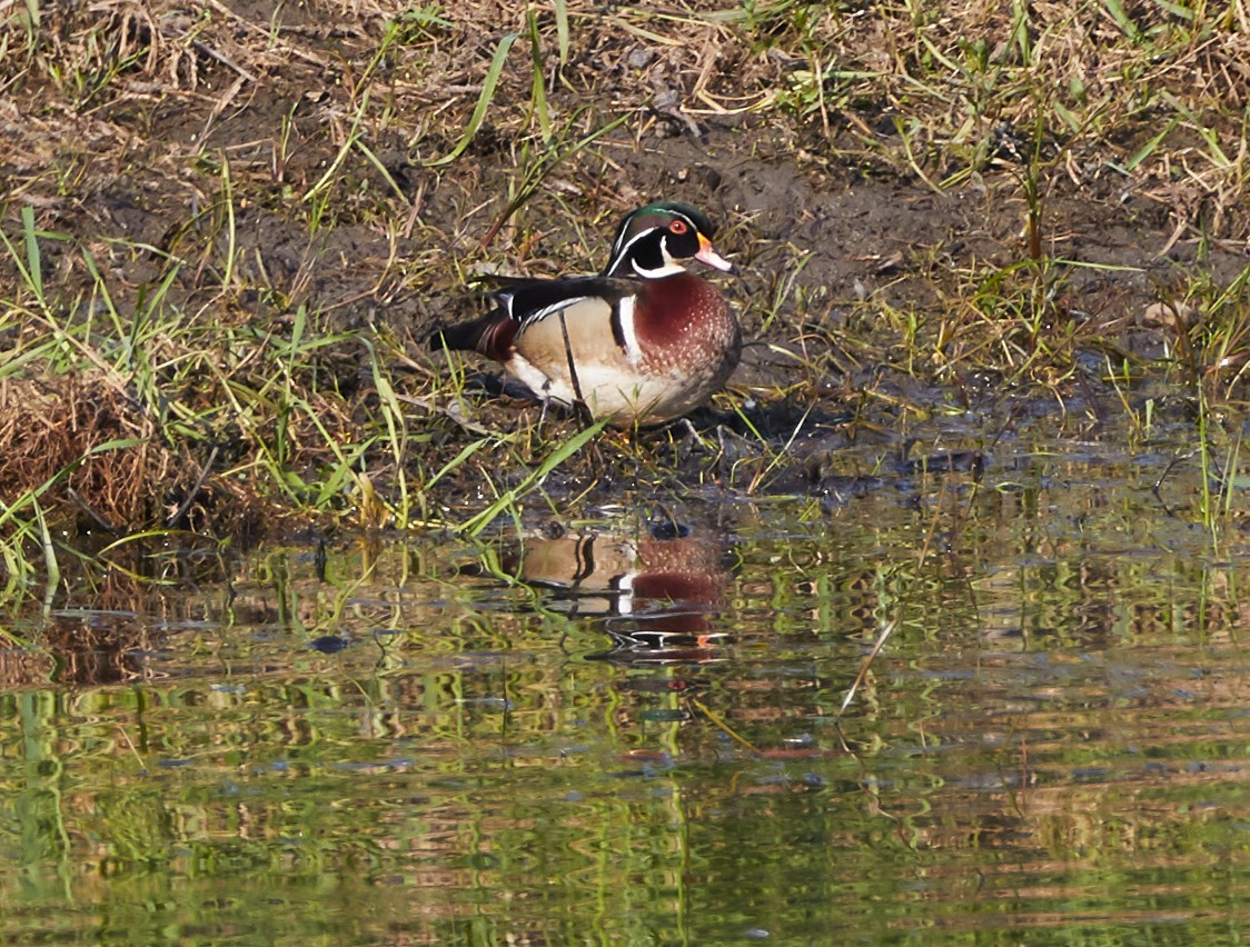 Wood Duck - ML239170671