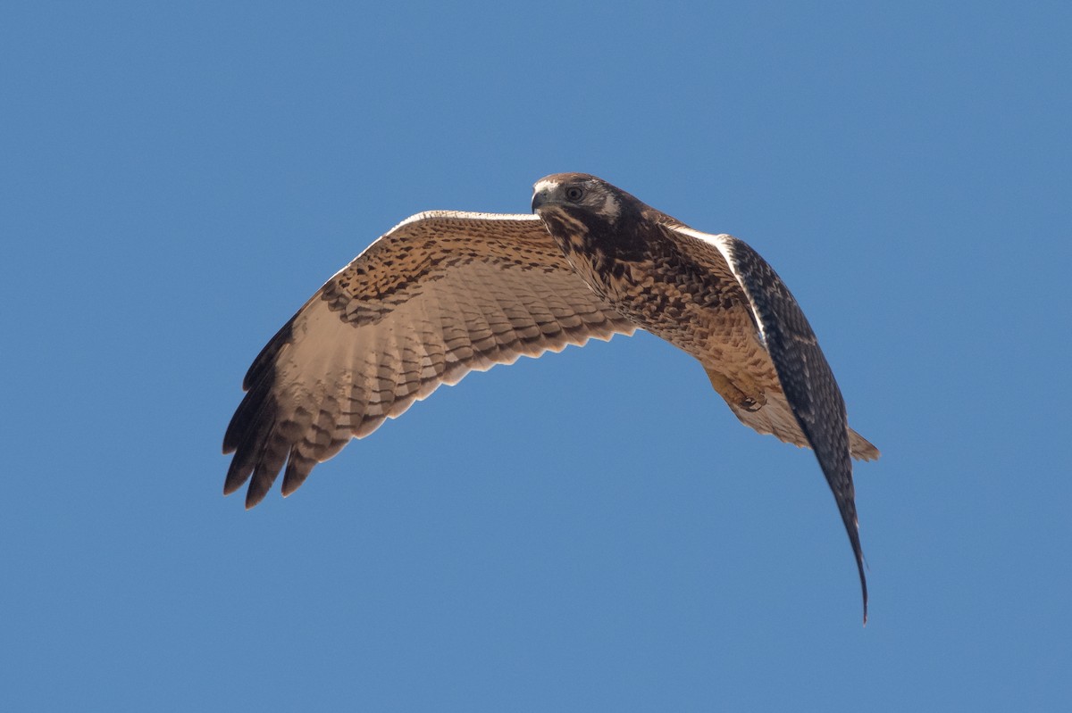 Variable Hawk - ML239171251