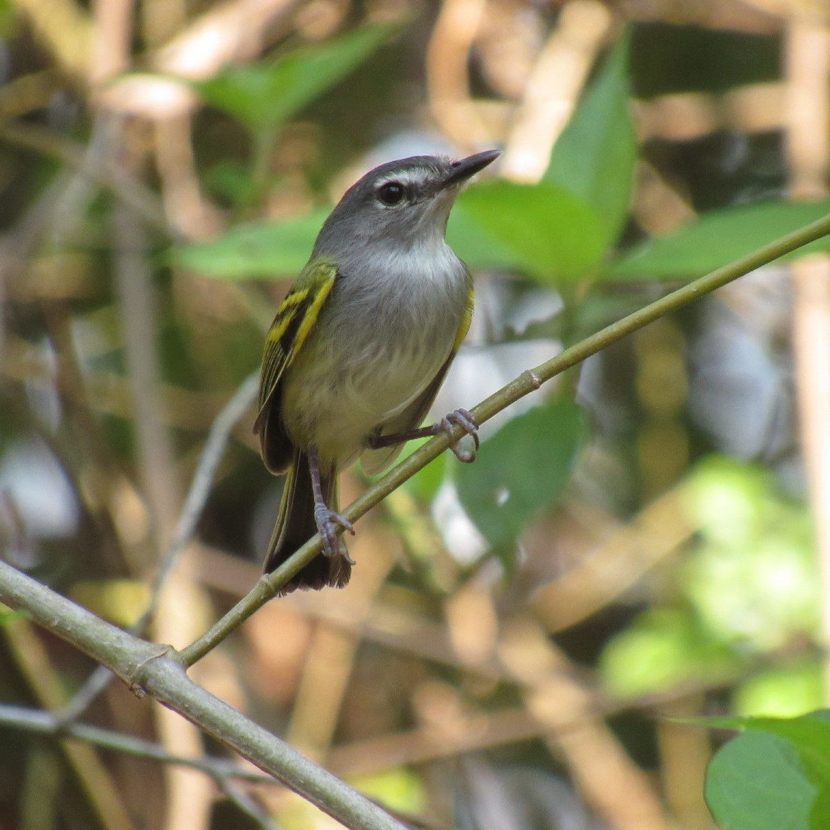 Slate-headed Tody-Flycatcher - Reymundo Chen