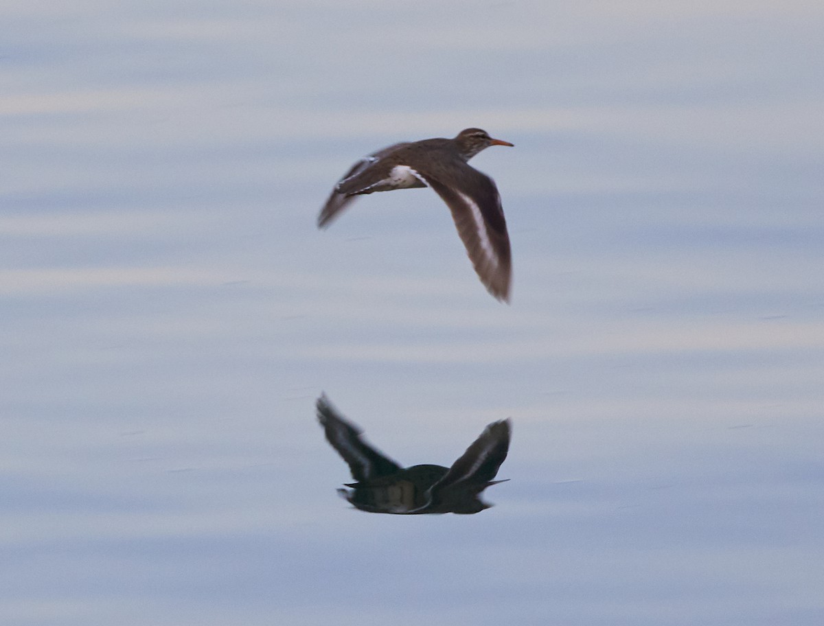 Spotted Sandpiper - David Bird