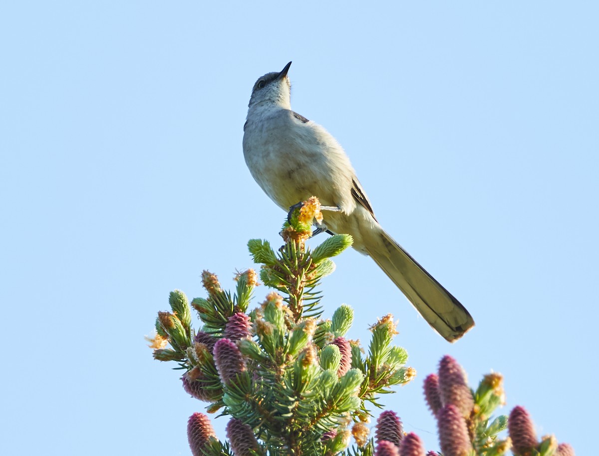 Northern Mockingbird - David Bird