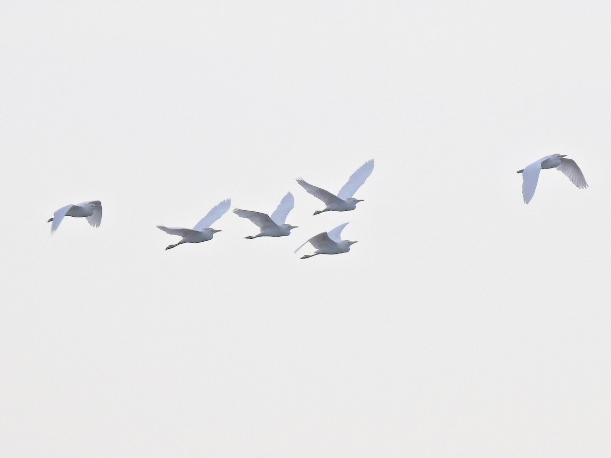 Western Cattle Egret - ML239175281