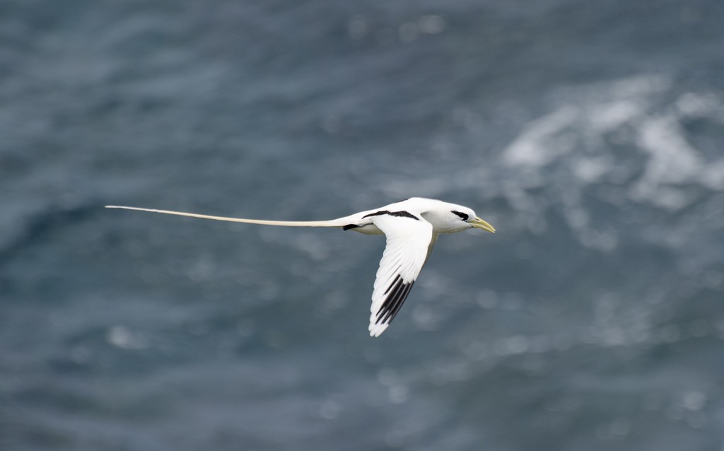 White-tailed Tropicbird - Eduardo Augusto Ferreira