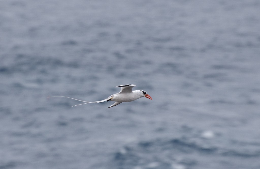 Red-billed Tropicbird - ML239175781