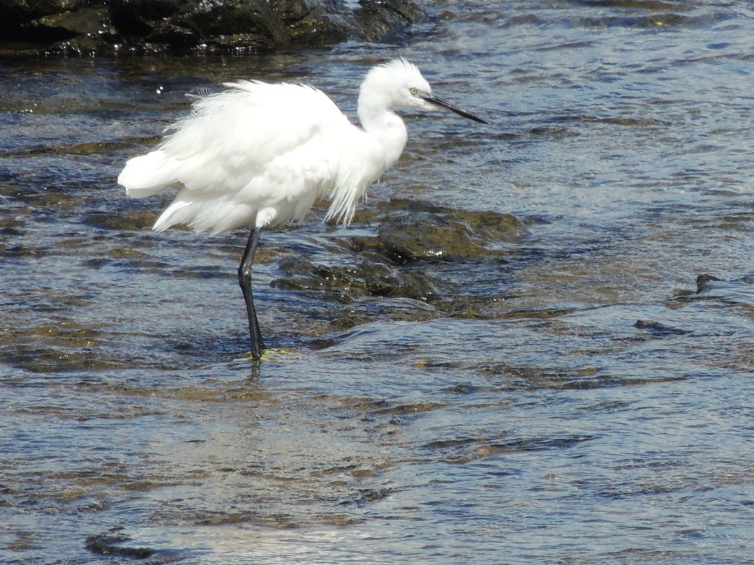 Little Egret - ML239176171