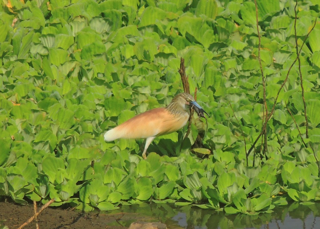 Squacco Heron - ML239176231