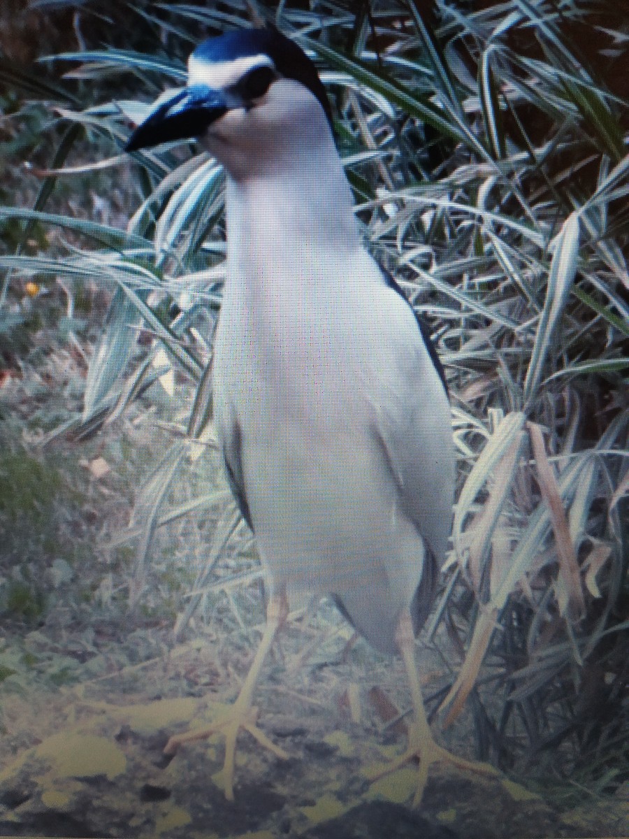 Black-crowned Night Heron - ML239176501