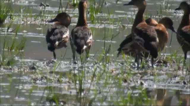 オオリュウキュウガモ - ML239176571