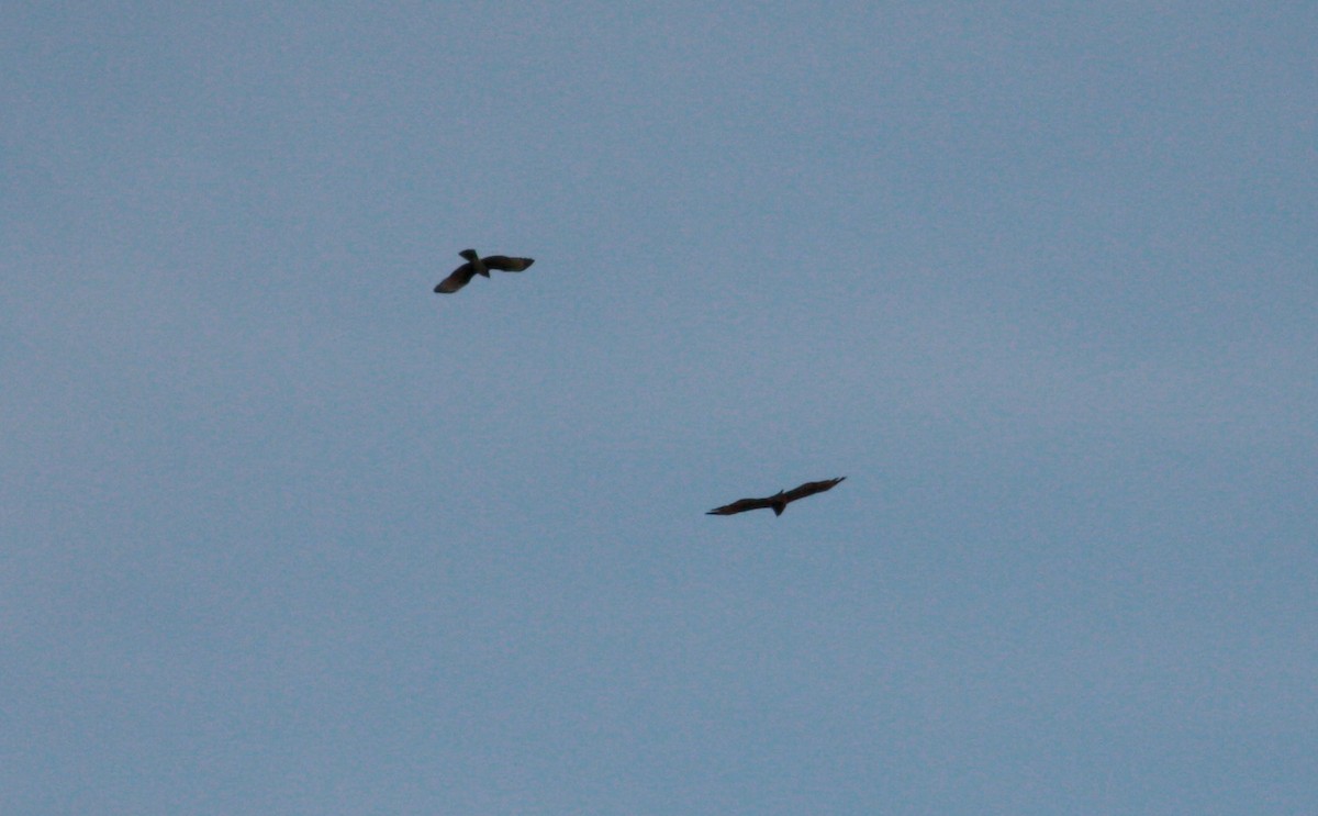 Long-winged Harrier - ML23917721