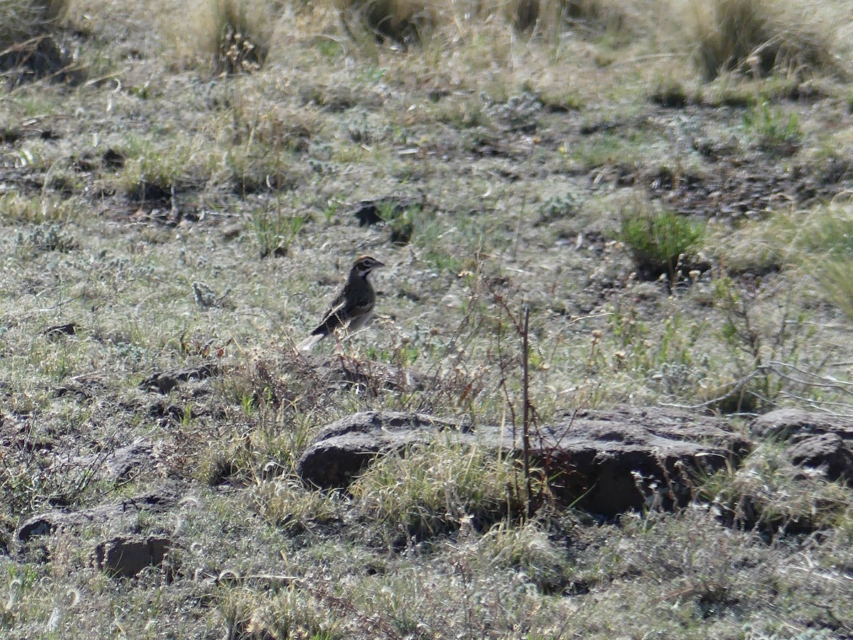 Lark Sparrow - ML239177421