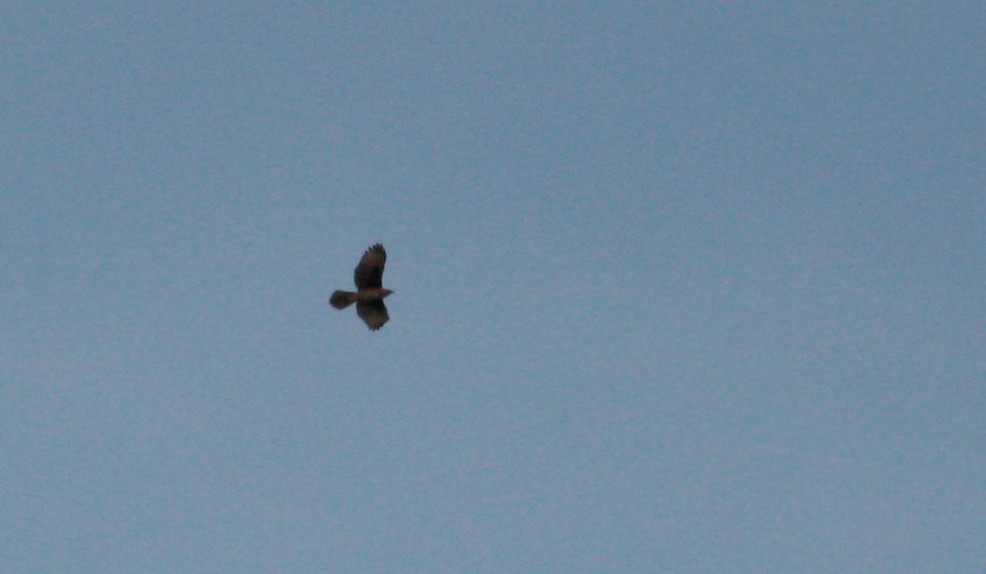 Long-winged Harrier - Jay McGowan