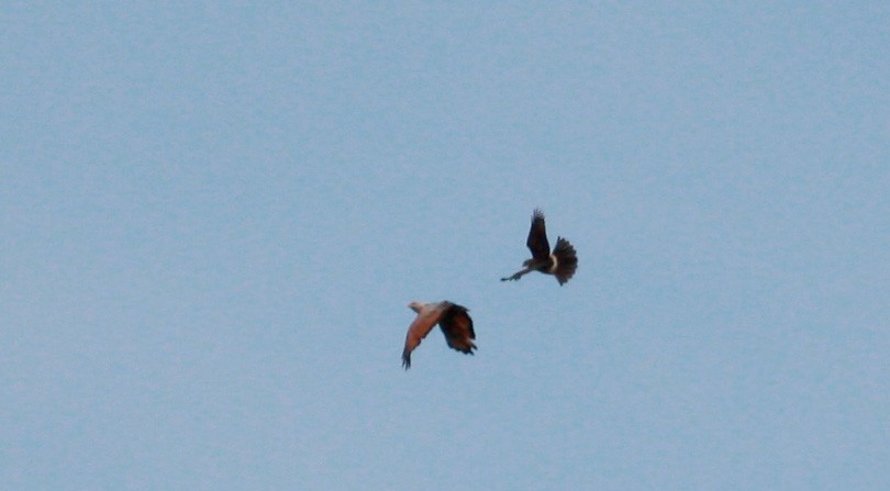 Long-winged Harrier - Jay McGowan