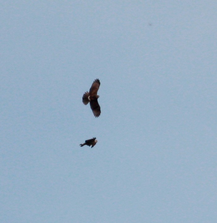 Long-winged Harrier - ML23917841