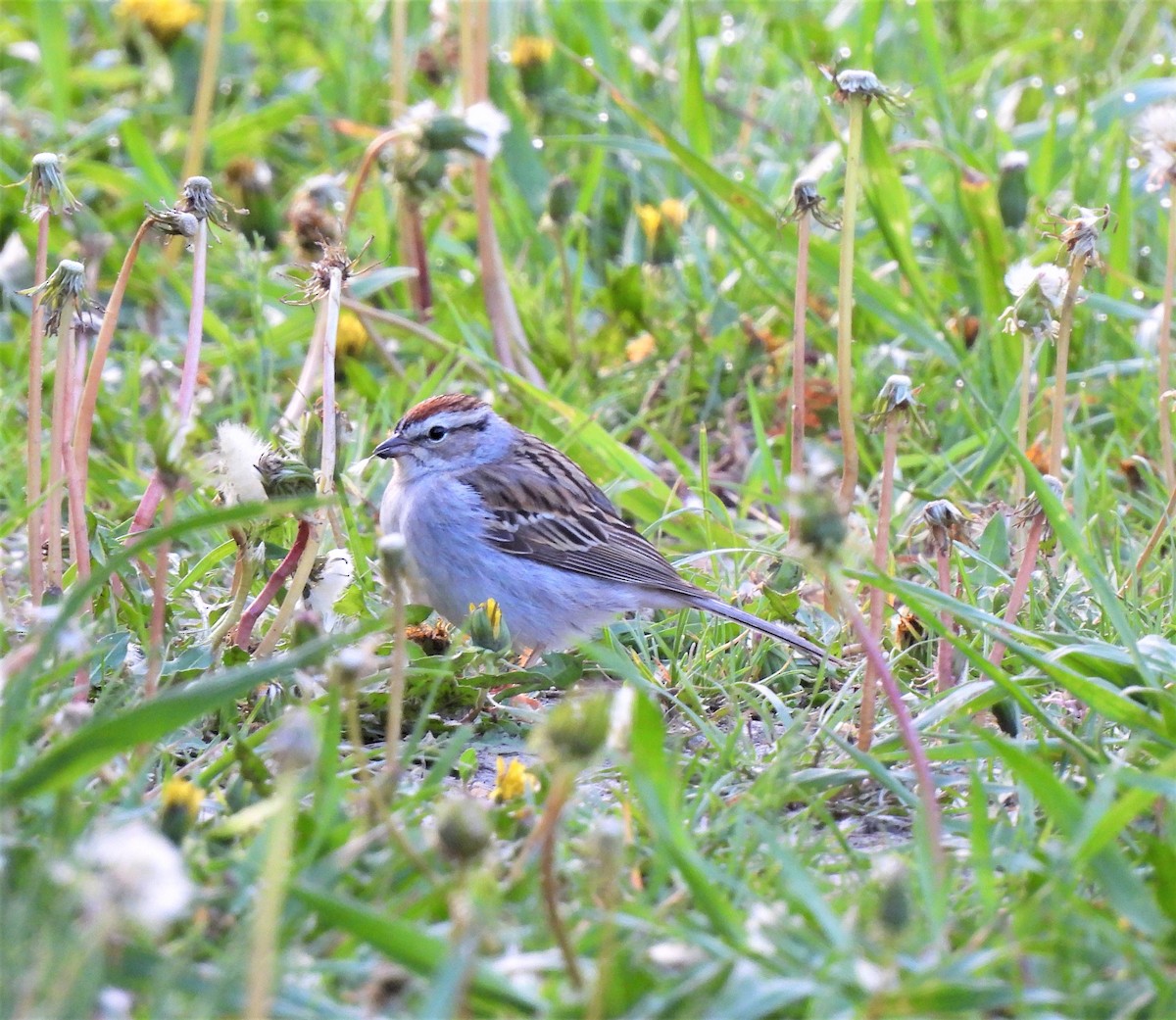 Chipping Sparrow - Jan Thom