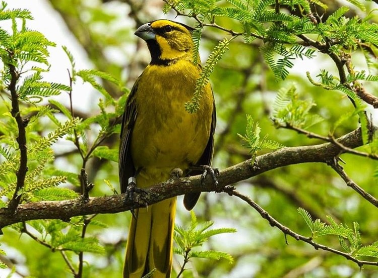 Yellow Cardinal - Geronimo Toledo