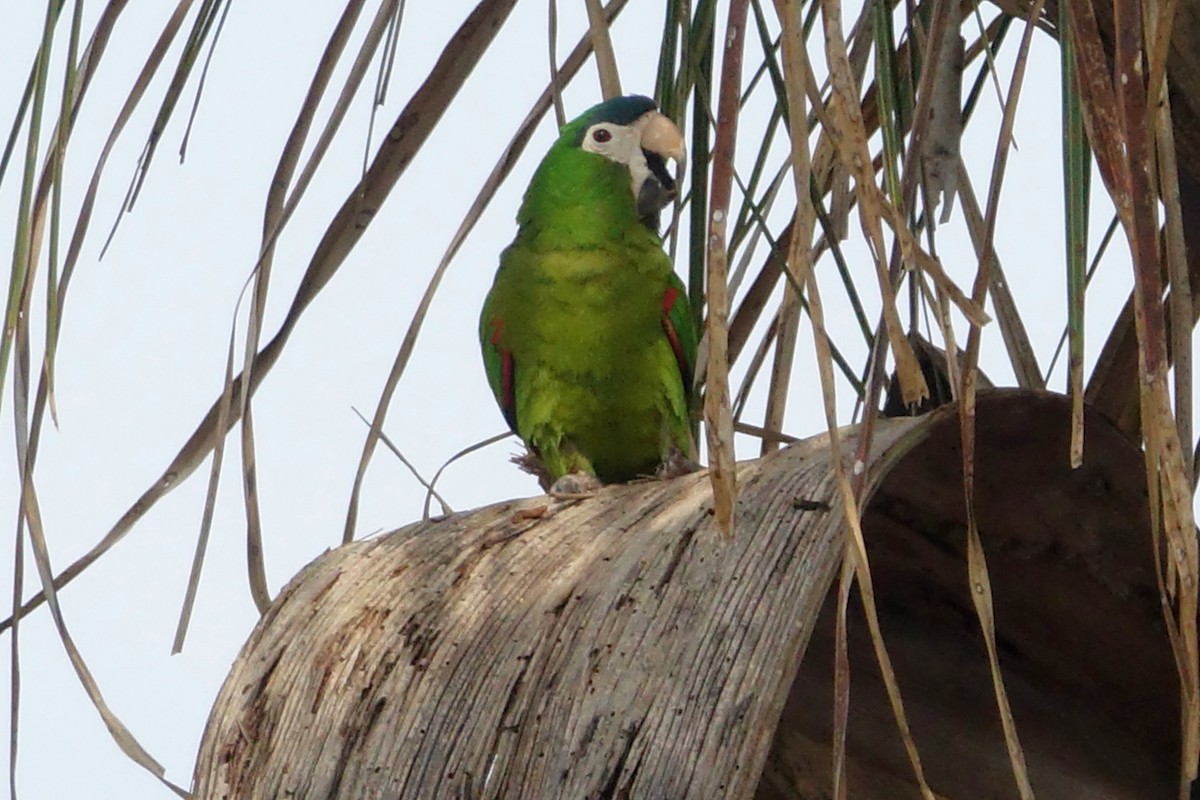 Red-shouldered Macaw - ML239180061