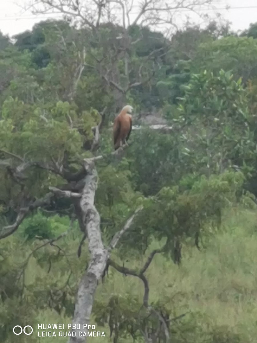 Black-collared Hawk - ML239180621