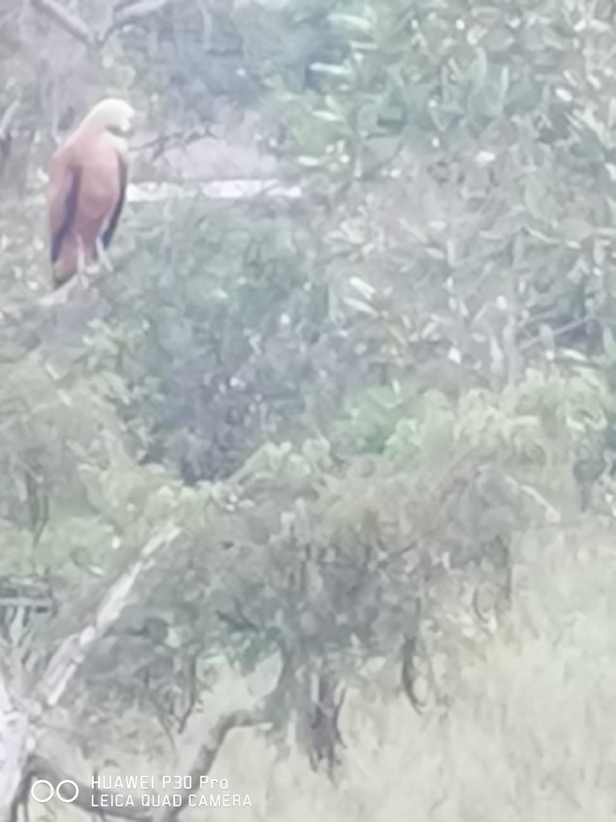 Black-collared Hawk - ML239180641