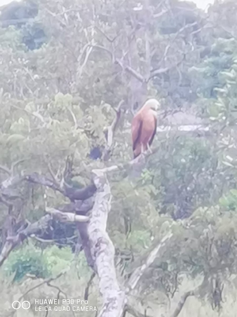 Black-collared Hawk - ML239180651