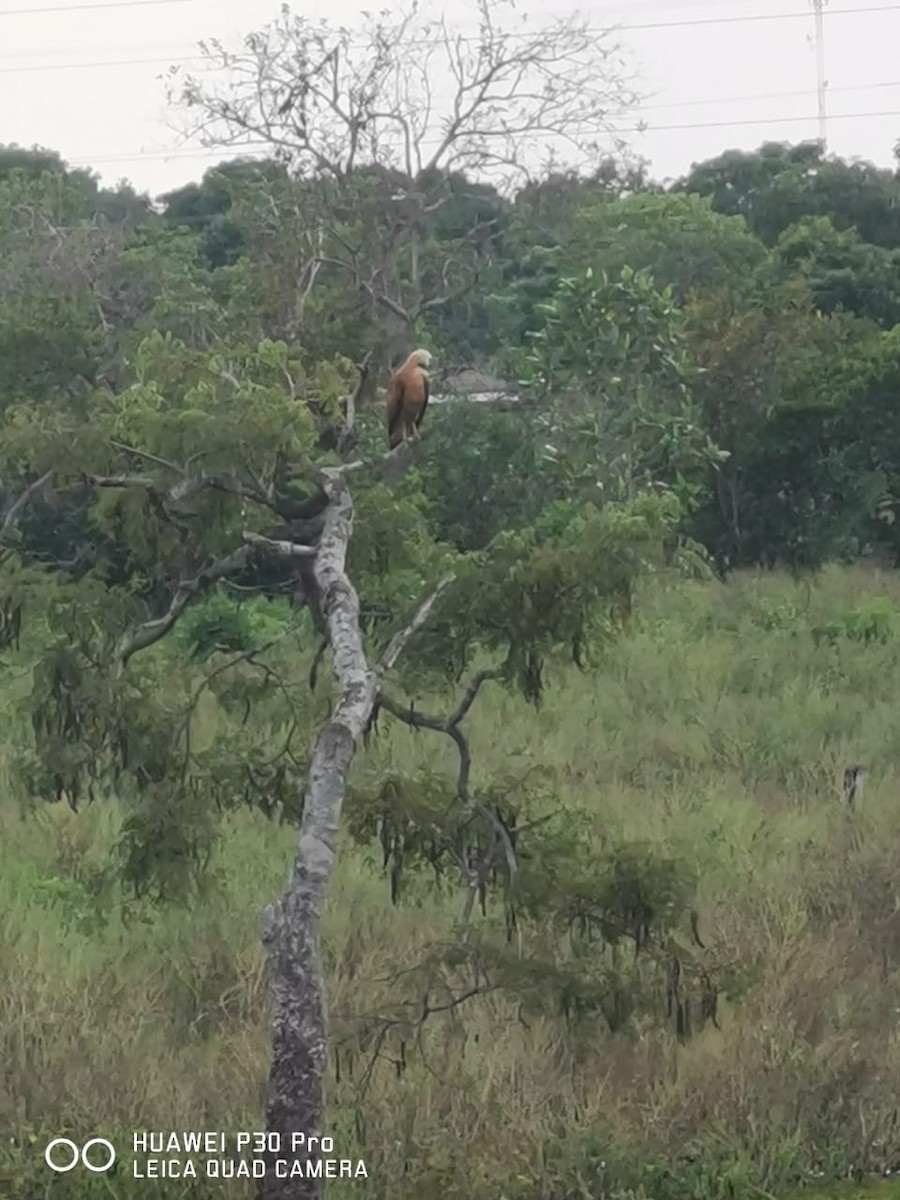 Black-collared Hawk - ML239180671