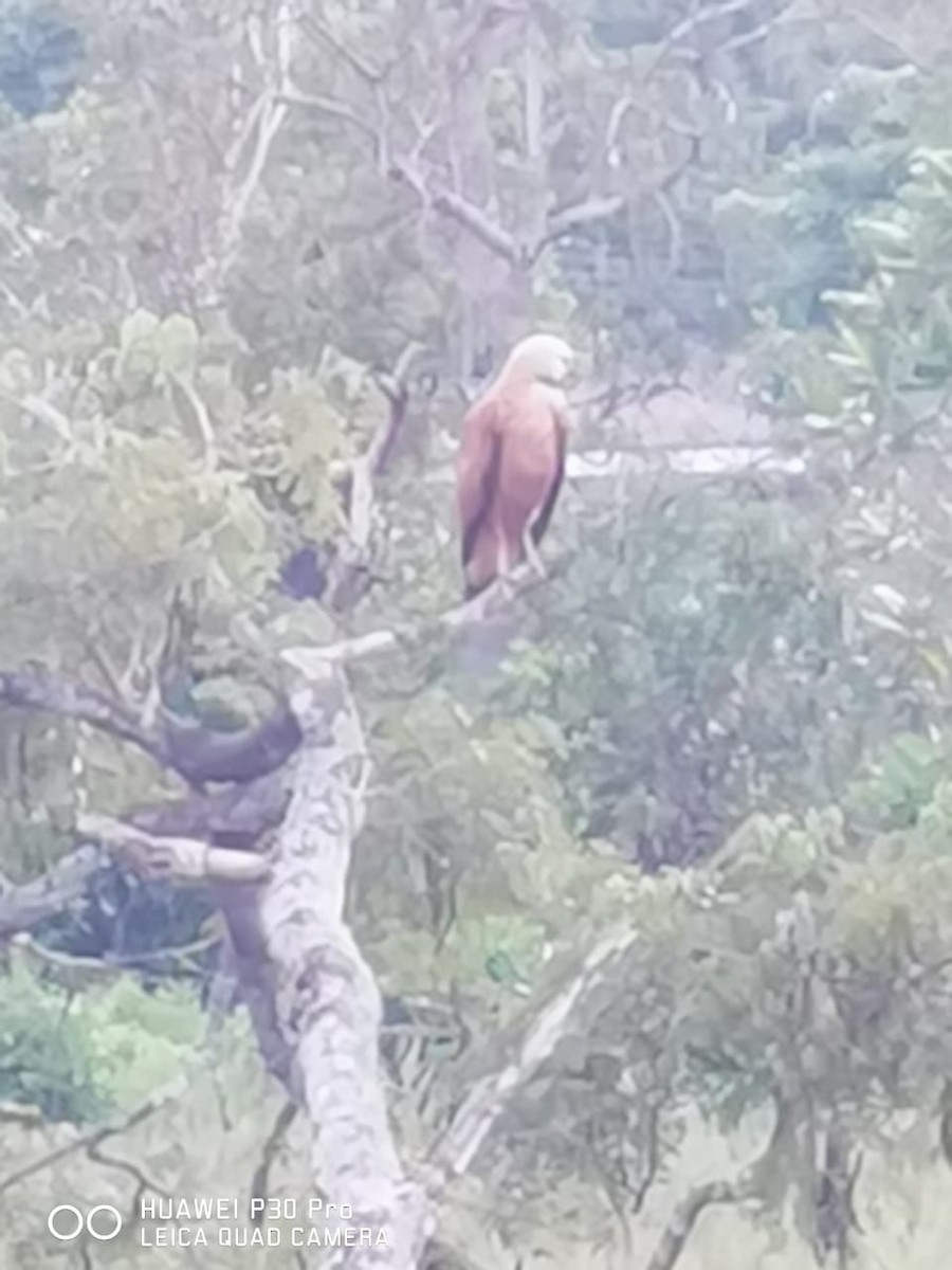 Black-collared Hawk - ML239180701