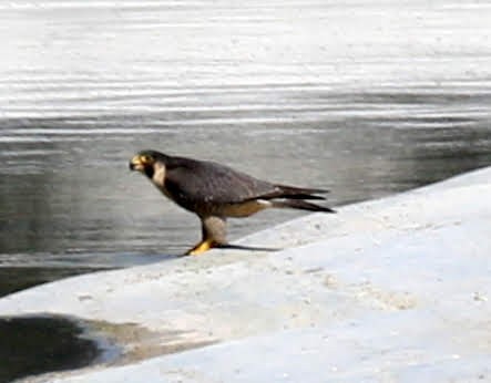 Peregrine Falcon - ML239181981