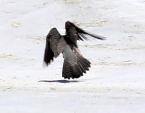 Peregrine Falcon - ML239182021