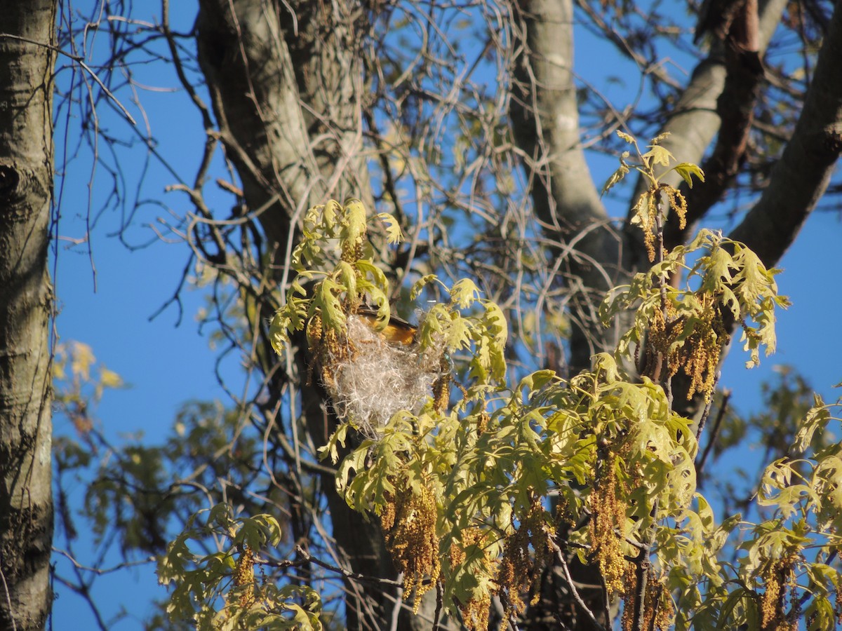 Baltimore Oriole - ML239184261