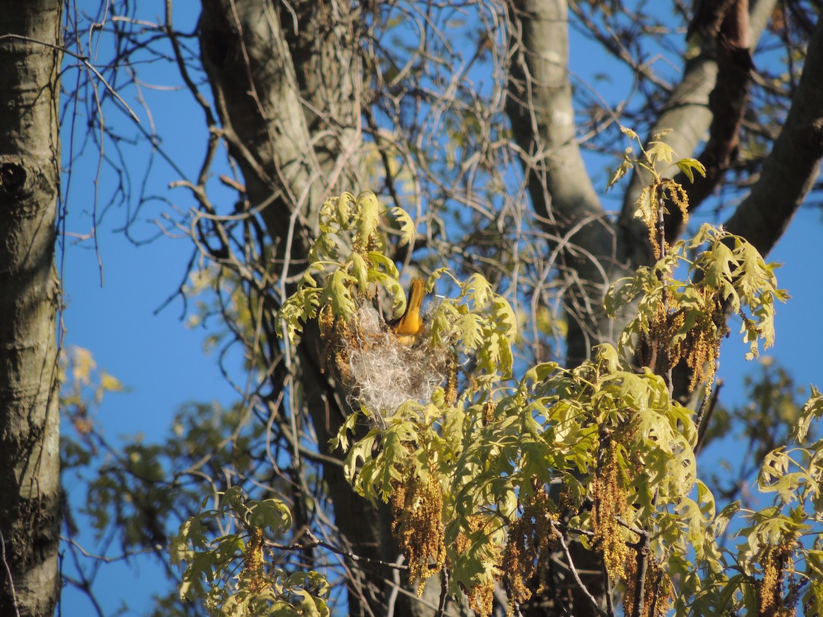 Baltimore Oriole - ML239184271