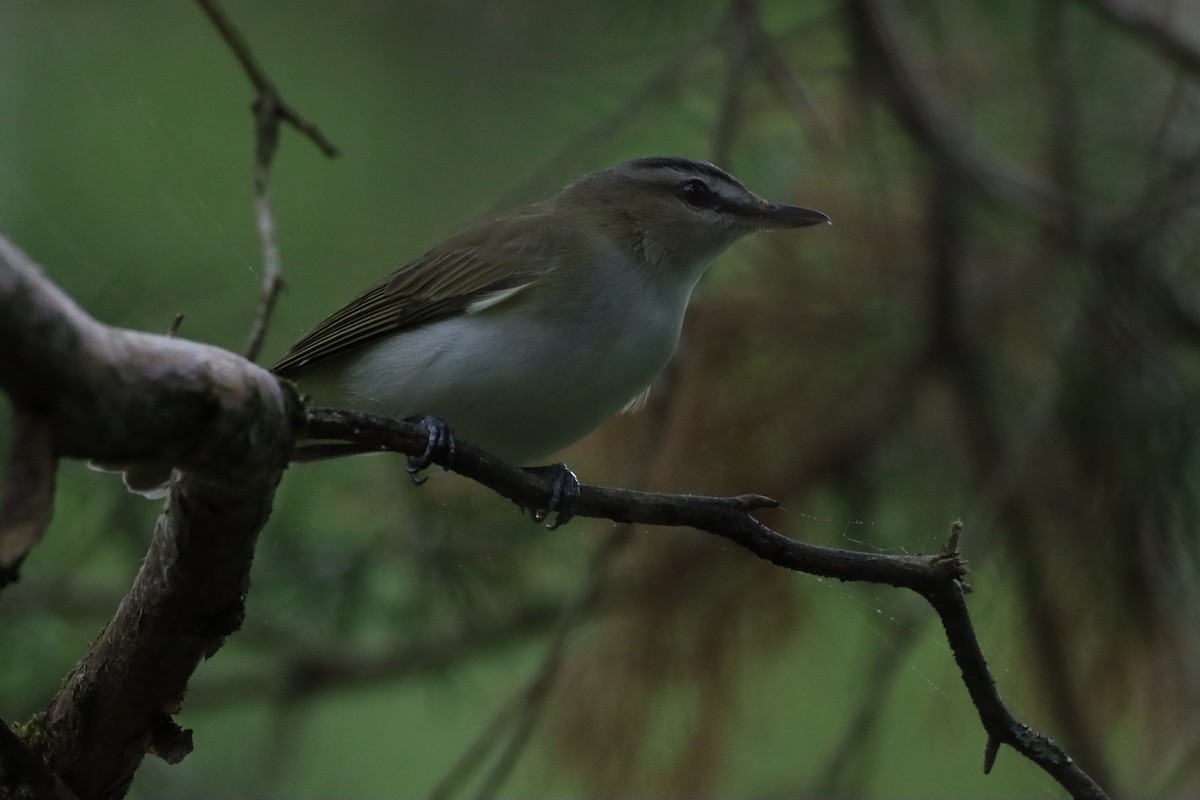 Red-eyed Vireo - ML239184331