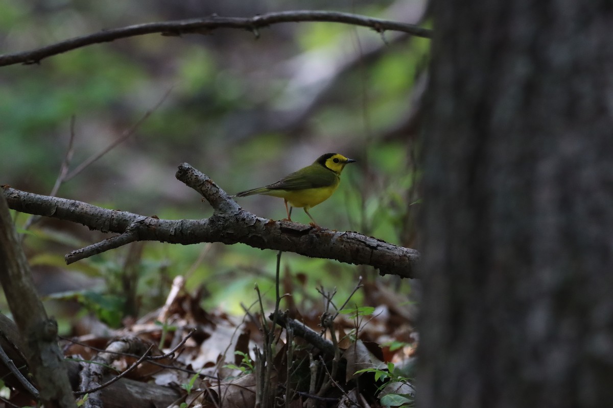 Hooded Warbler - ML239184611