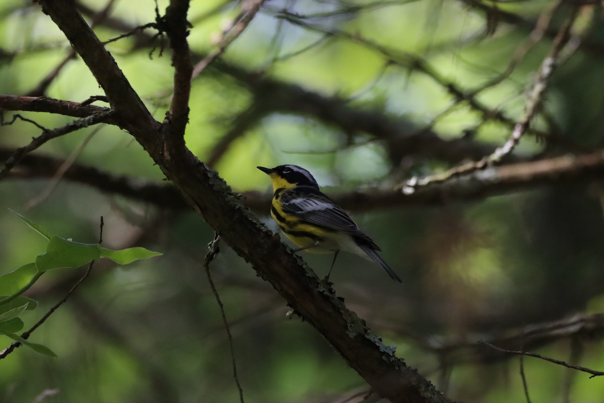 Magnolia Warbler - ML239184731