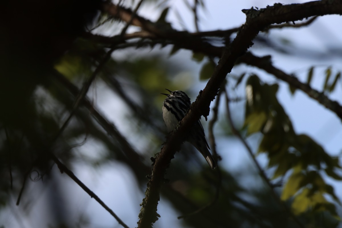 Black-and-white Warbler - ML239184781