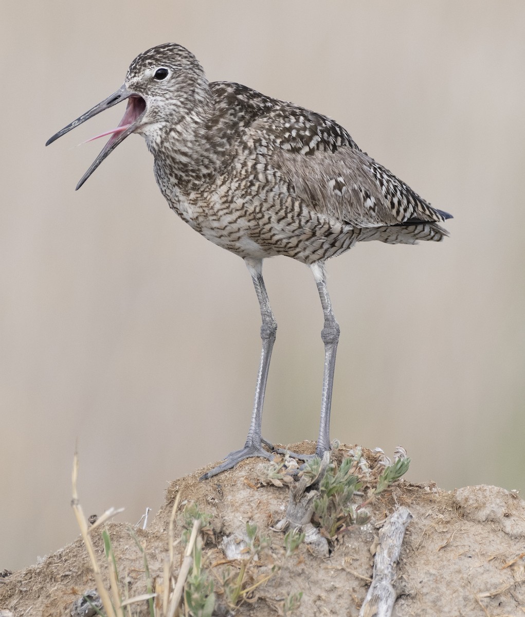 Willet - ML239186441