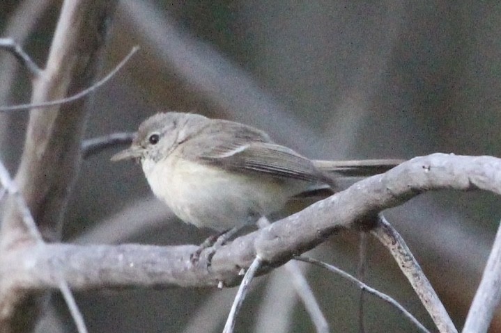 Bell's Vireo - ML239187101